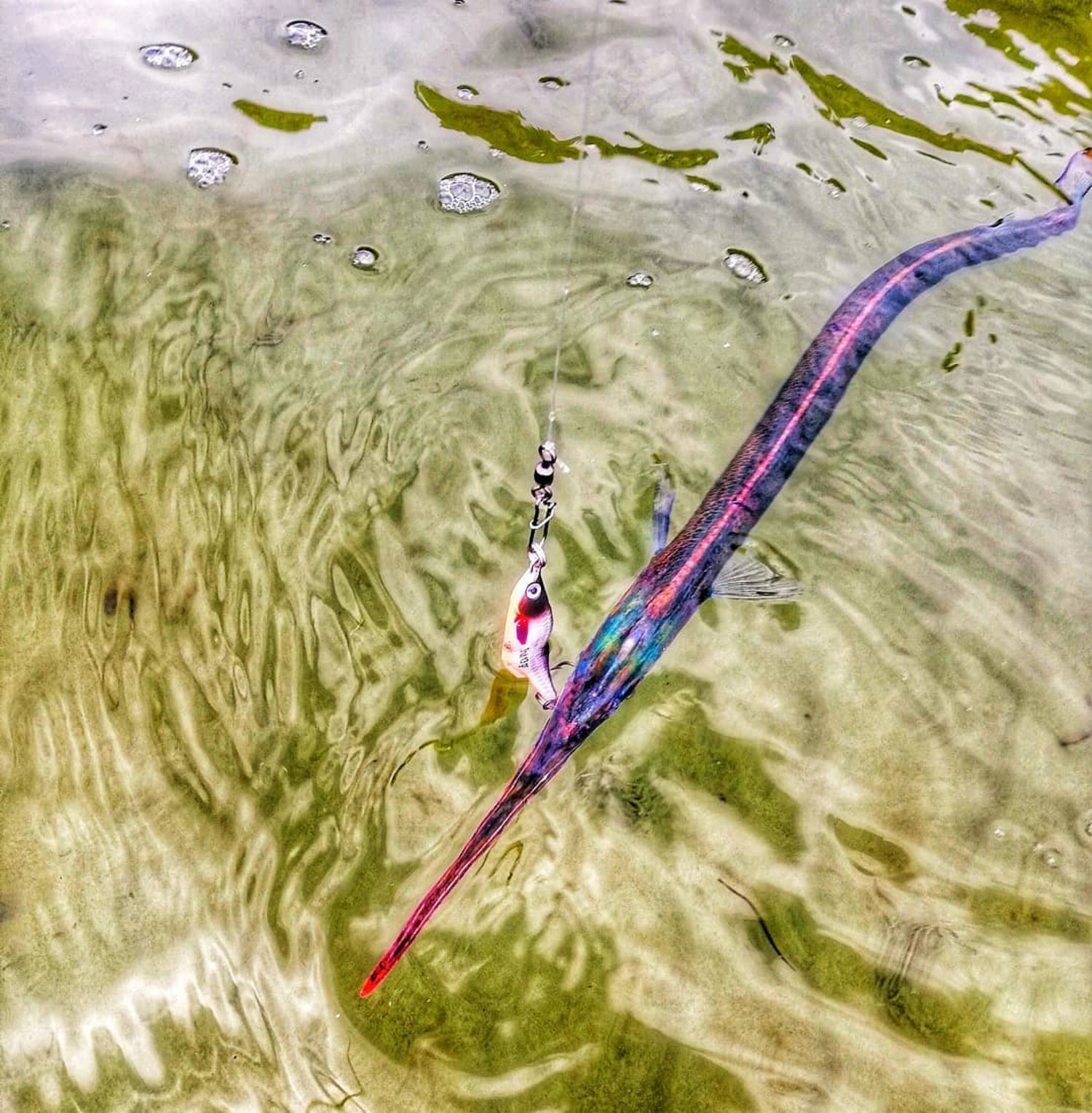 Horngäddan är här!