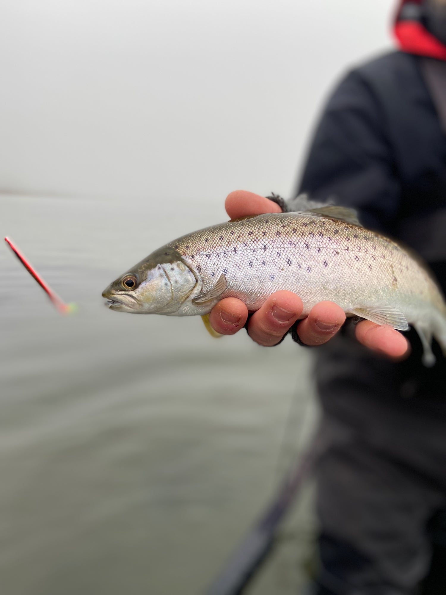 Havsöring & Regnbågsbeten